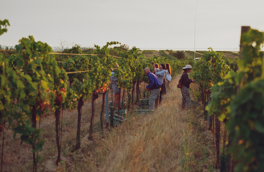 Rows of vines at Gut Oggau with the team picking by hand during harvest