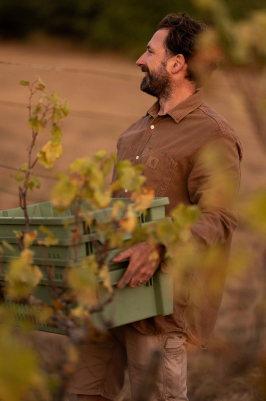 Carrying empty harvest crates through the vines at Gut Oggau in the early morning light