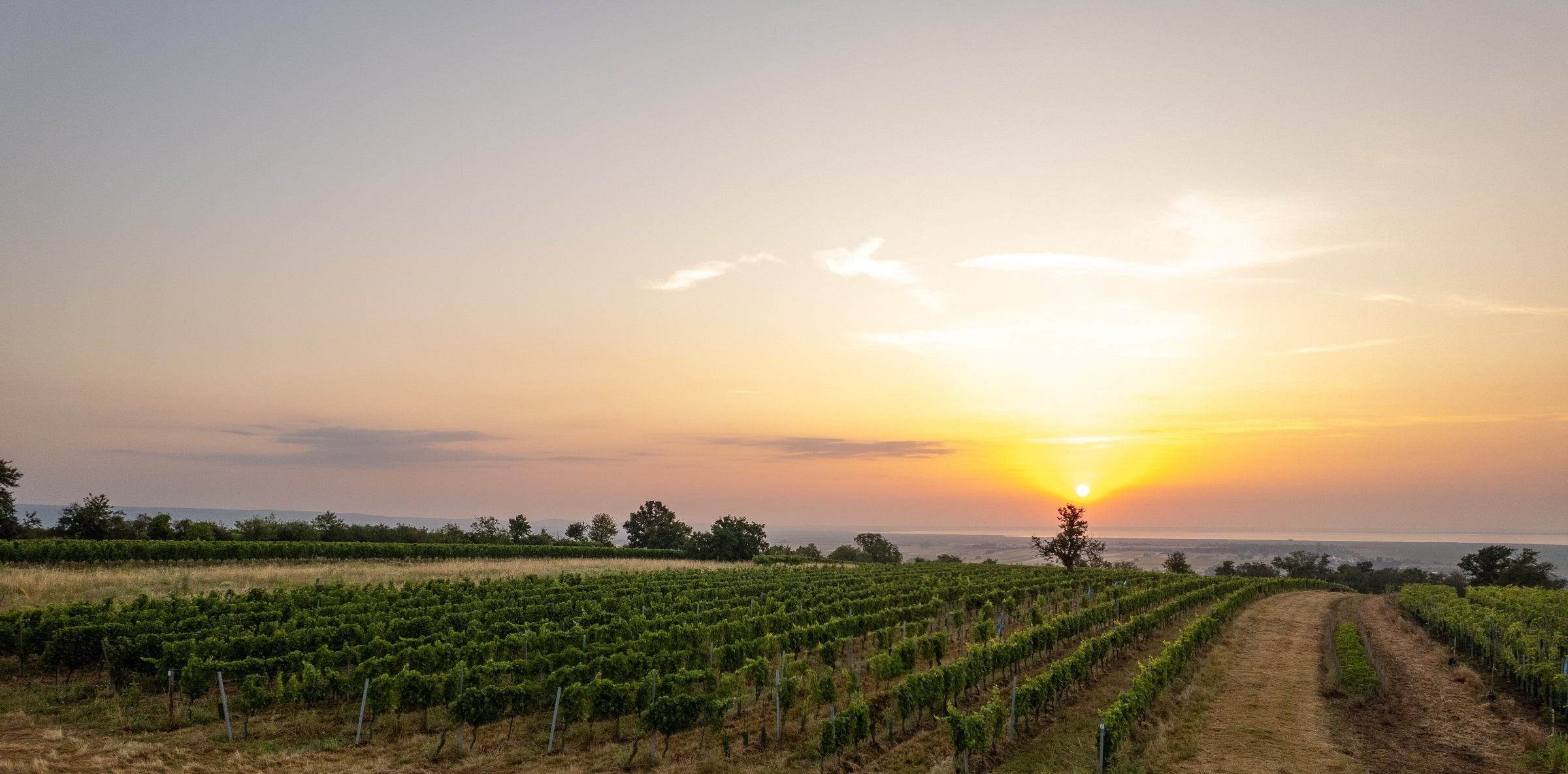 Weingärten von Gut Oggau bei Sonnenuntergang
