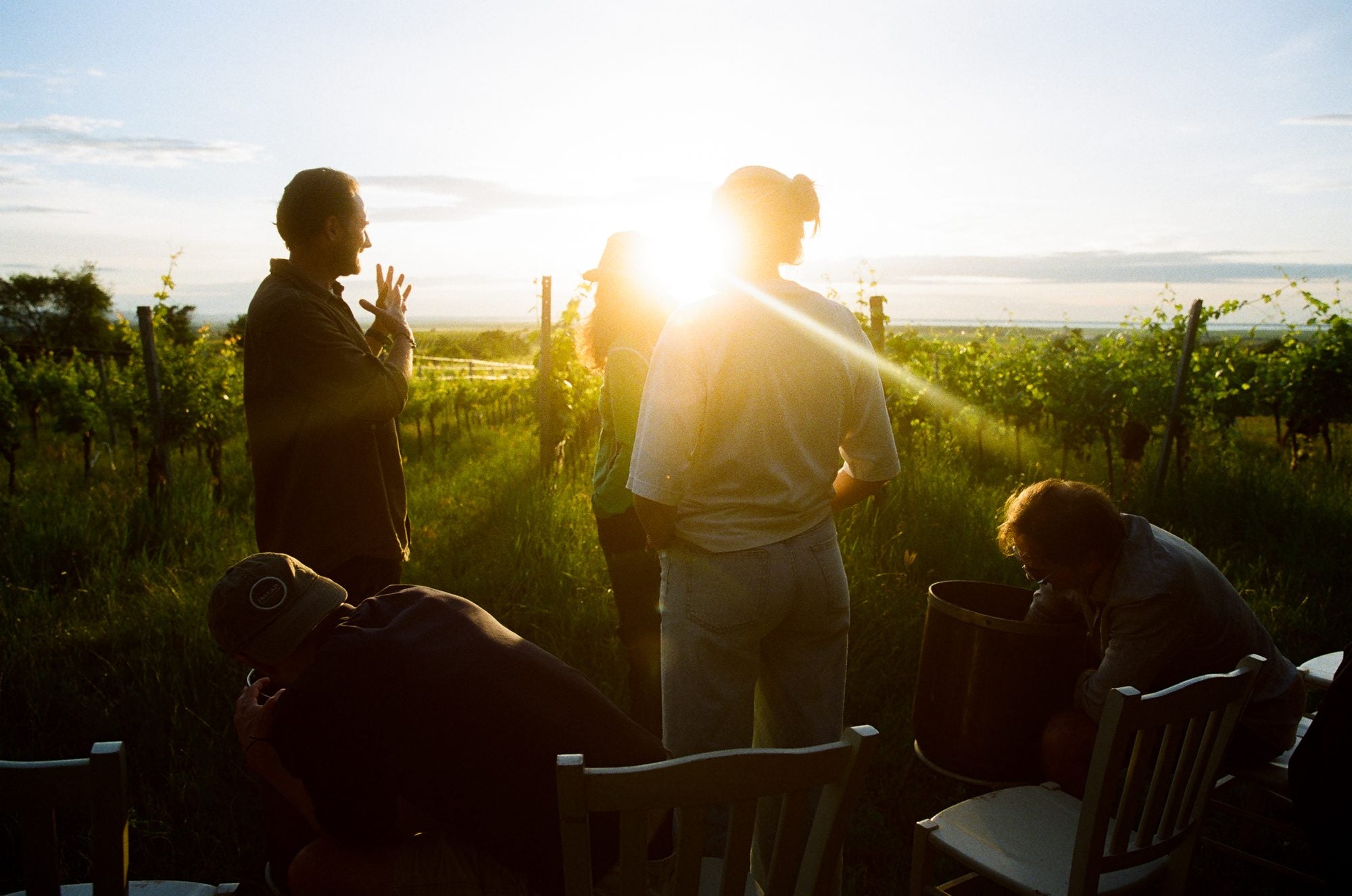 Abendlicht im Weingarten